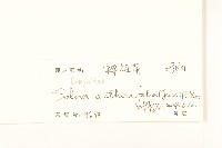 假吐金菊藏品圖，第3張