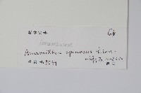 刺莧藏品圖，第2張