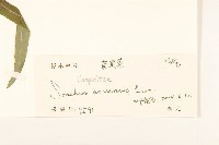 苦苣菜藏品圖，第3張