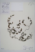 爵床、六角英藏品圖，第1張