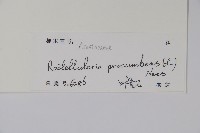 爵床、六角英藏品圖，第2張