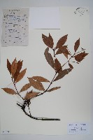紅杜仲藤藏品圖，第1張