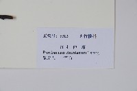 紅杜仲藤藏品圖，第2張