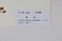 野漆、木臘樹藏品圖，第2張
