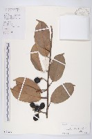 光葉丁公藤藏品圖，第1張