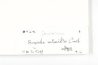 光葉丁公藤藏品圖，第3張