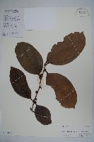 登錄號:S101820藏品圖，第1張