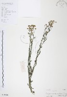 美洲假蓬藏品圖，第1張