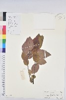 白臼藏品圖，第1張