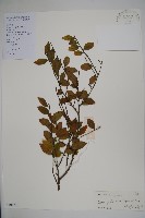密毛假黃楊藏品圖，第1張