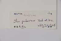 密毛假黃楊藏品圖，第2張