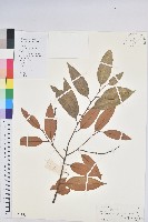 火燒柯、栲樹藏品圖，第1張