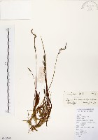 綬草藏品圖，第1張