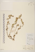 多莖鼠麴草藏品圖，第1張
