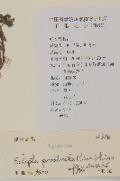 鱧腸藏品圖，第2張