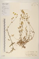 秋鼠麴草藏品圖，第1張