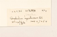 秋鼠麴草藏品圖，第3張