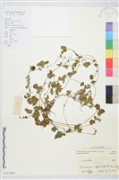 登錄號:S101863藏品圖，第1張