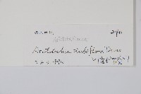 管花馬兜鈴藏品圖，第2張