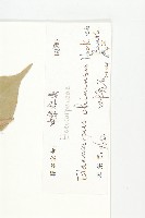 華杜英藏品圖，第3張