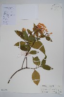 尖山橙藏品圖，第1張