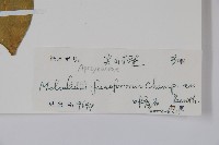 尖山橙藏品圖，第2張