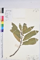 黧蒴栲藏品圖，第1張