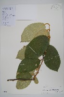 毛花楊桃藏品圖，第1張