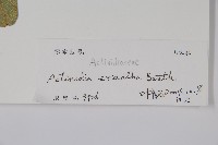 毛花楊桃藏品圖，第2張