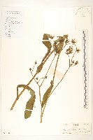 苦苣菜藏品圖，第1張