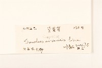 苦苣菜藏品圖，第3張