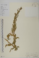 臭杏、土荊芥藏品圖，第1張