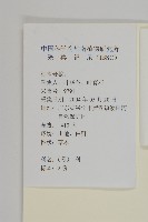 厚皮菜藏品圖，第2張