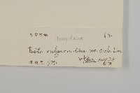 厚皮菜藏品圖，第3張