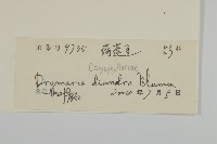 荷蓮豆草、菁芳草藏品圖，第3張
