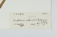 蒼耳藏品圖，第3張