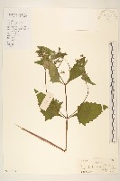 豨簽藏品圖，第1張