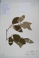 小葉獼猴桃藏品圖，第1張