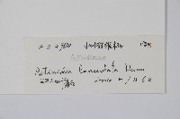小葉獼猴桃藏品圖，第2張