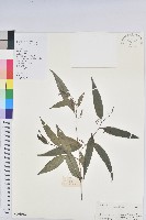 日本五月茶、南投五月茶藏品圖，第1張