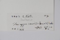 哈哼花藏品圖，第2張