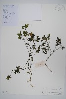 爵床、六角英藏品圖，第1張