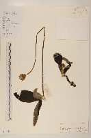 毛大丁草藏品圖，第1張