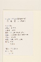 毛大丁草藏品圖，第2張