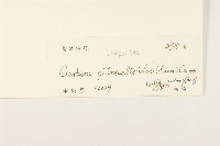 毛大丁草藏品圖，第3張