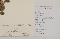 白花鬼針藏品圖，第2張