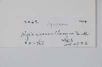 中國念珠藤藏品圖，第2張