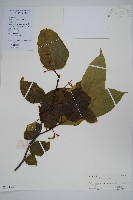 八角楓藏品圖，第1張