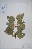 闊葉獼猴桃藏品圖，第1張