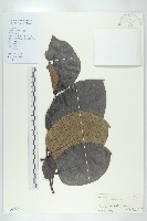 柿、柿仔、紅柿藏品圖，第1張